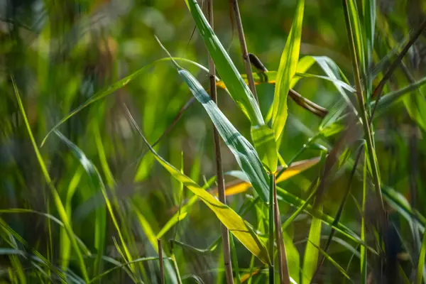 close shot of roots and different small plants at the lake constance