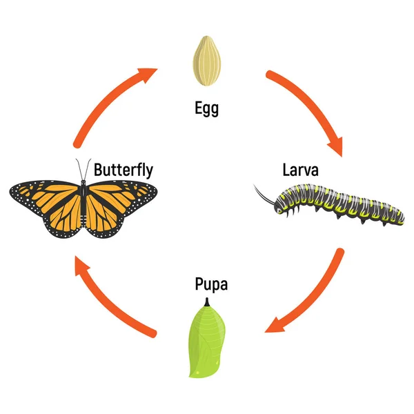 Metamorphose Des Lebenszyklus Von Schmetterlingen Vektorillustration Bildungsschule — Stockvektor
