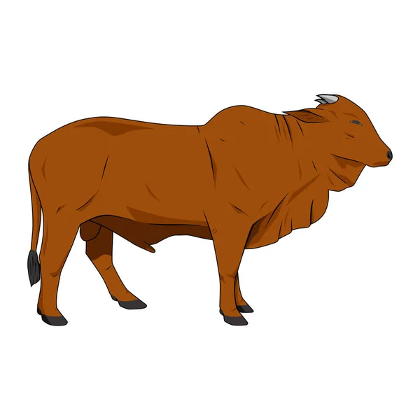 Krowa Kolorze Brązowym Ilustracja Wektor Izolowane Białym Tle — Wektor stockowy