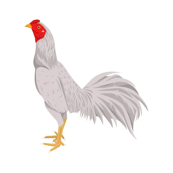 Biały Kogut Wektor Ilustracja Hodowla Drobiu Izolowane Białym Tle Kurczak — Wektor stockowy