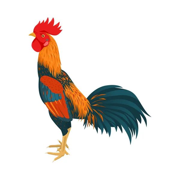 Bunte Hahnenvektorillustration Geflügelzucht Isoliert Auf Weißem Hintergrund Huhn — Stockvektor