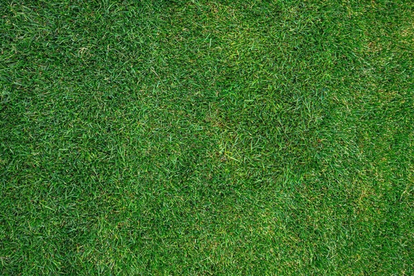 Background material texture grass green lawn  for backdrop and wallpaper.