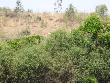 Dobbaballapura 'daki Ghati Subramanya tapınağının yakınındaki güzel Sir M. Visvesvaraya Barajı' nın yakınında..