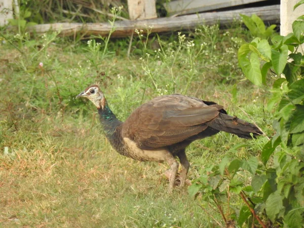 Κοντινό Πλάνο Όμορφο Ινδικό Θηλυκό Peacock Πουλί Τρώει Τρόφιμα Στο — Φωτογραφία Αρχείου