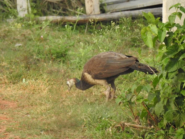 Closeup Bela Indiana Fêmea Pavão Pássaro Comendo Alimentos Campo Verde — Fotografia de Stock