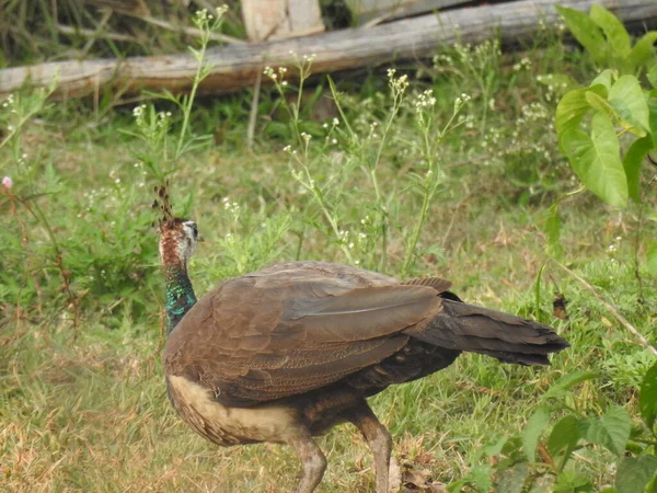 Κοντινό Πλάνο Όμορφο Ινδικό Θηλυκό Peacock Πουλί Τρώει Τρόφιμα Στο — Φωτογραφία Αρχείου