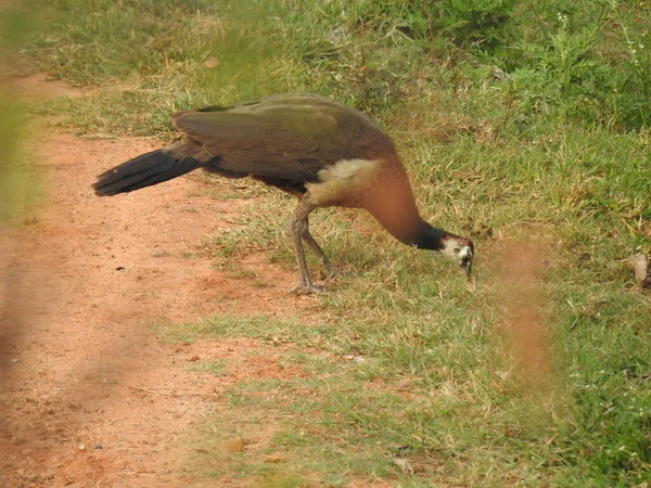 美丽的印度雌性孔雀鸟在绿地进食食物 — 图库照片