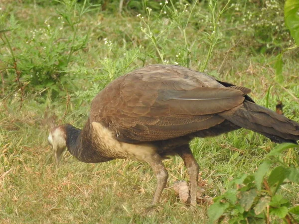 Nahaufnahme Schöne Indische Pfauenvogelweibchen Fressen Nahrung Auf Der Grünen Wiese — Stockfoto