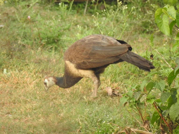 Крупный План Красивой Индийской Птицы Павлина Поедающей Пищу Зеленом Поле — стоковое фото