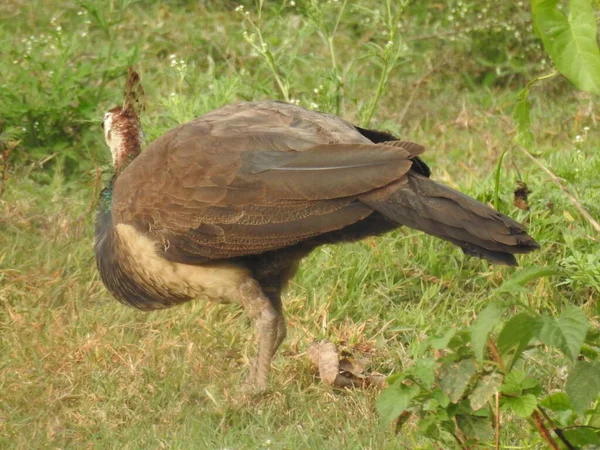 Zbliżenie Piękne Indyjskie Kobieta Paw Ptak Jedzenie Żywności Zielonym Polu — Zdjęcie stockowe