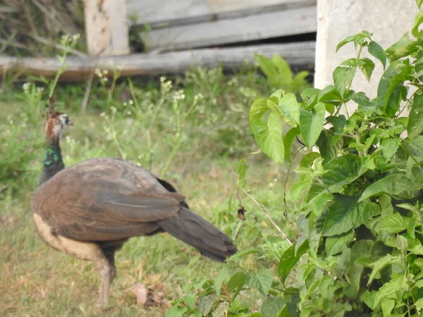 Κοντινό Πλάνο Του Όμορφου Ινδικού Θηλυκού Πουλιού Peacock Τρώει Τρόφιμα — Φωτογραφία Αρχείου
