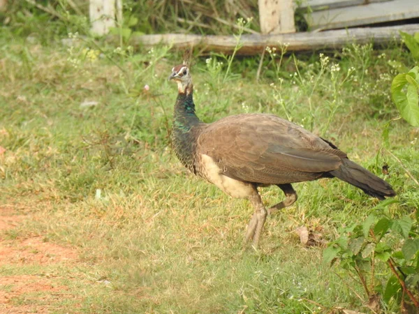 Närbild Vackra Indiska Kvinnliga Peacock Fågel Äta Mat Det Gröna — Stockfoto