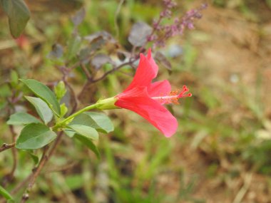Closeup of beautiful Indian Pink color Hibiscus flower in a plant