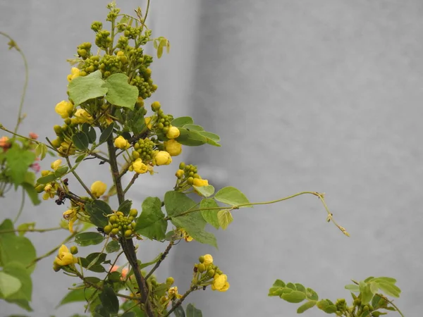 Doğada Güzel Sarı Renkli Senna Siamea Yaprakları Çiçekleri Yakın Plan — Stok fotoğraf