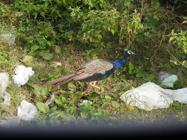 Closeup beautiful Indian female Peacock bird eating foods in the green field