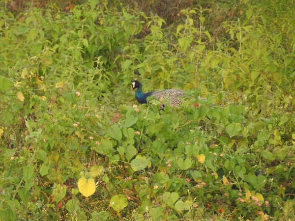 Closeup beautiful Indian female Peacock bird eating foods in the green field