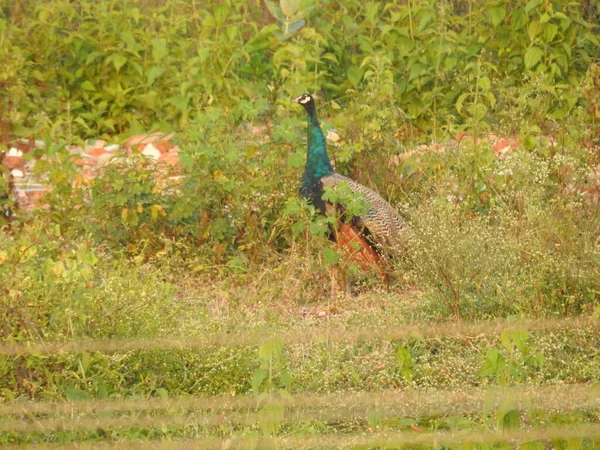 Κοντινό Πλάνο Του Όμορφου Ινδικού Θηλυκού Πουλιού Peacock Τρώει Τρόφιμα — Φωτογραφία Αρχείου