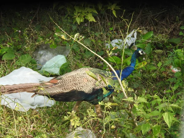 Closeup of beautiful Indian female Peacock bird eating foods in the green field