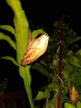 Güzel kızılderili gecesinin kapanışı çiçek açan beyaz renkli Brahma Kamala Çiçeği bir bitkide.