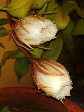 Güzel kızılderili gecesinin kapanışı çiçek açan beyaz renkli Brahma Kamala Çiçeği bir bitkide.