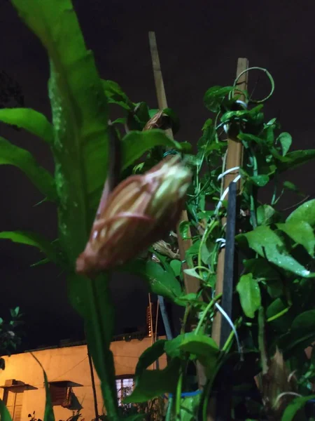 stock image Closeup of beautiful Indian night blooming white color Brahma Kamala Flower in a plant.