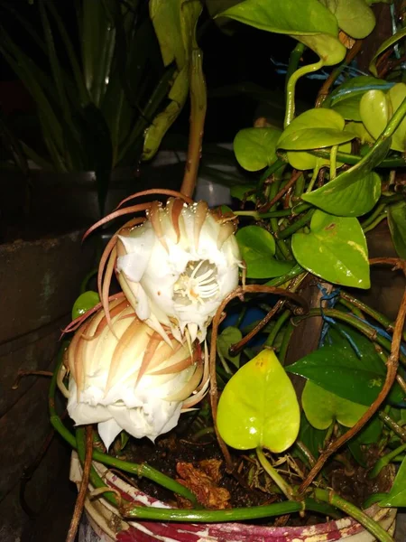 Closeup Bela Noite Indiana Florescendo Cor Branca Brahma Kamala Flor — Fotografia de Stock