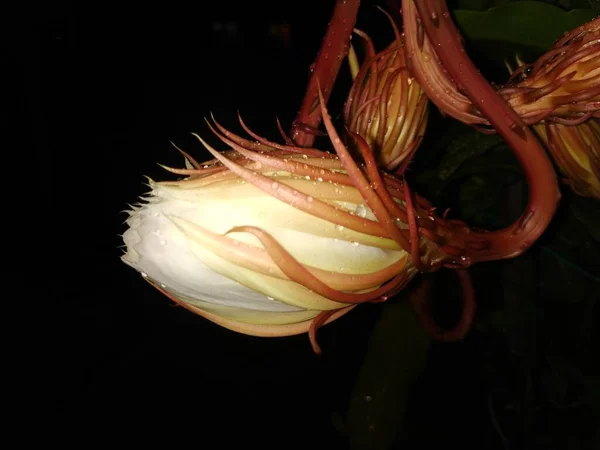 Closeup Bela Noite Indiana Florescendo Cor Branca Brahma Kamala Flor — Fotografia de Stock