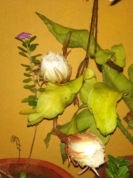 Крупный План Красивой Индийской Ночи Цветущий Белый Цвет Брахма Камала — стоковое фото