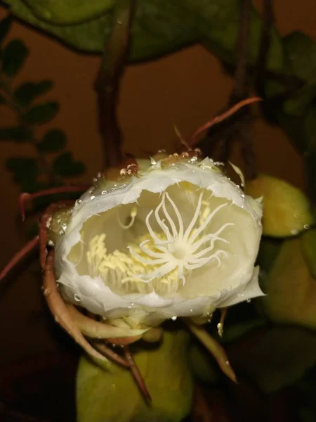 Zbliżenie Pięknej Indyjskiej Nocy Kwitnący Biały Kolor Brahma Kamala Kwiat — Zdjęcie stockowe