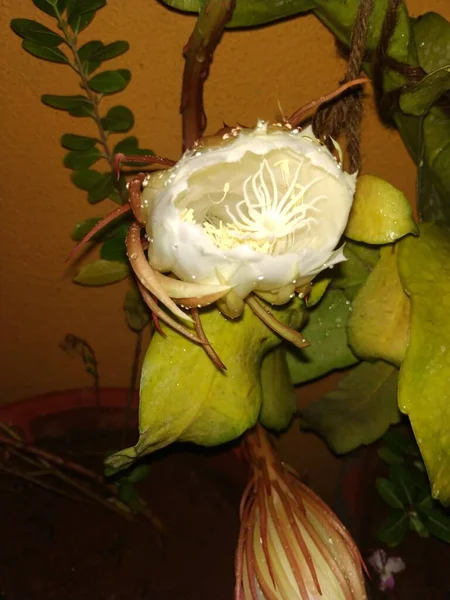 Zbliżenie Pięknej Indyjskiej Nocy Kwitnący Biały Kolor Brahma Kamala Kwiat — Zdjęcie stockowe