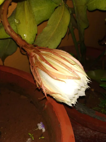 Gros Plan Belle Nuit Indienne Fleurissant Couleur Blanche Brahma Kamala — Photo