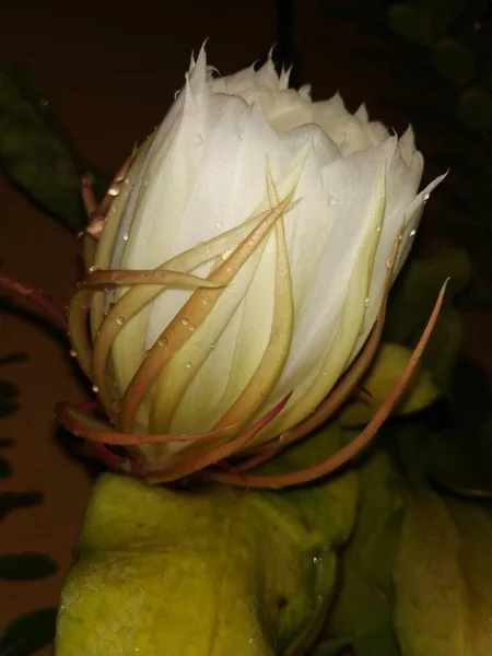 美丽的印度夜莺在植物中盛开的白色布拉马 卡马拉花 — 图库照片