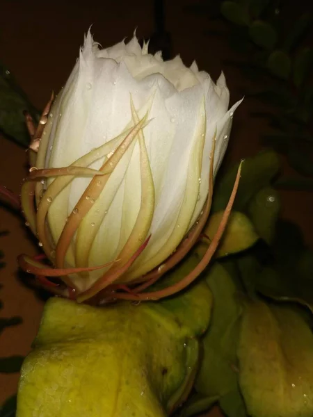 美丽的印度夜莺在植物中盛开的白色布拉马 卡马拉花 — 图库照片