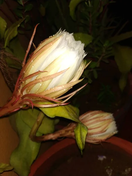 Închiderea Frumoasei Nopți Indiene Înfloritoare Culoare Albă Brahma Kamala Flori — Fotografie, imagine de stoc