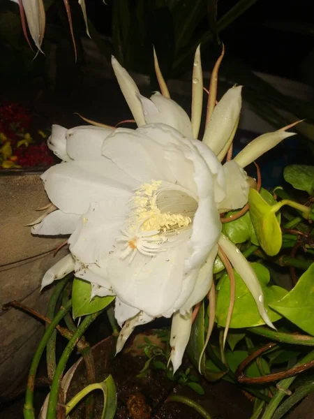 美しいインドの夜の終わり白い花を咲かせるブラフマカマラ植物の花 — ストック写真