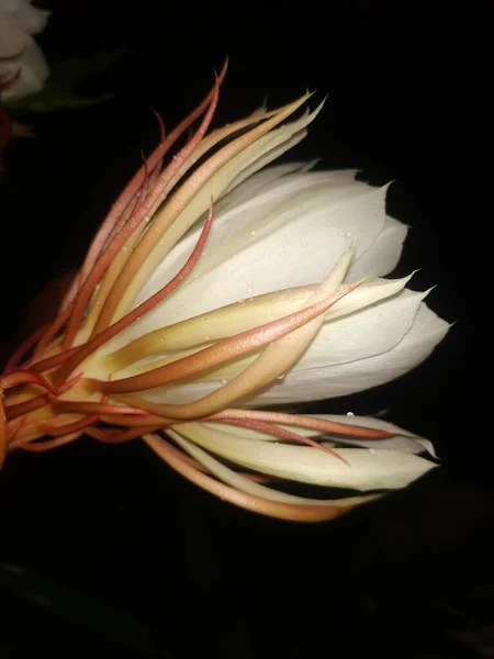 Güzel Kızılderili Gecesinin Kapanışı Çiçek Açan Beyaz Renkli Brahma Kamala — Stok fotoğraf