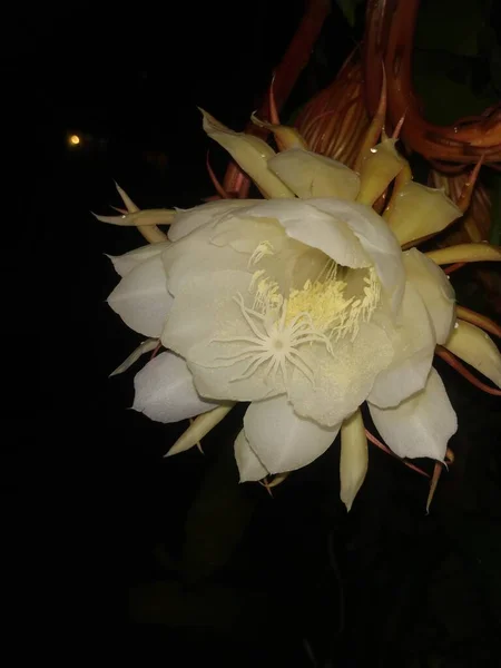 美しいインドの夜の終わり白い花を咲かせるブラフマカマラ植物の花 — ストック写真
