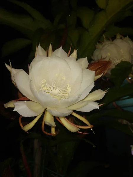 Nahaufnahme Der Schönen Indischen Nacht Blühende Weiße Farbe Brahma Kamala — Stockfoto