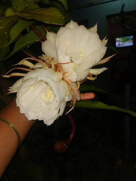 Closeup Beautiful Indian Night Blooming White Color Brahma Kamala Flower — Stock Photo, Image