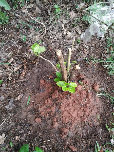 Tarlada yetişen güzel Hint Hibiscus bitkisinin yakın çekimi