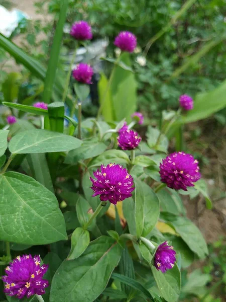 Nahaufnahme Von Schönen Indischen Rudrakshi Rosa Farbe Blume Pflanze Wächst — Stockfoto