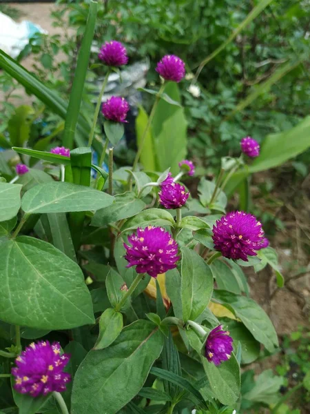 Bahçede Yetişen Güzel Hint Rudrakshi Pembe Çiçek Bitkisinin Yakın Çekimi — Stok fotoğraf