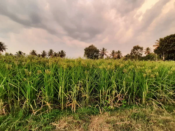 Zbliżenie Piękny Indyjski Młody Palec Prosa Rośnie Rolnicze Pole Wieczorem — Zdjęcie stockowe