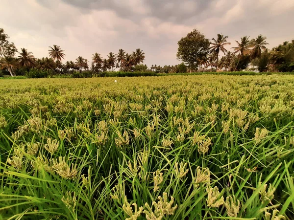 Primer Plano Hermosa India Joven Dedo Mijo Creciente Campo Agrícola —  Fotos de Stock