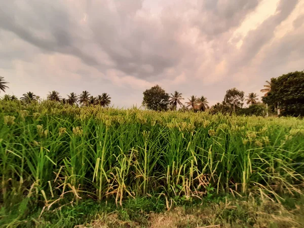 Zbliżenie Piękny Indyjski Młody Palec Prosa Rośnie Rolnicze Pole Wieczorem — Zdjęcie stockowe