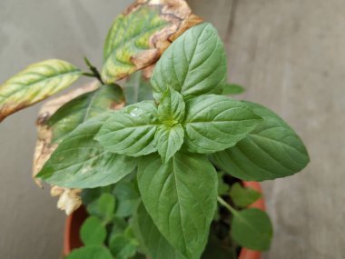 Chia Tohum Bitkisinin Yakın Çekimi Arkaplanı Bırakıyor