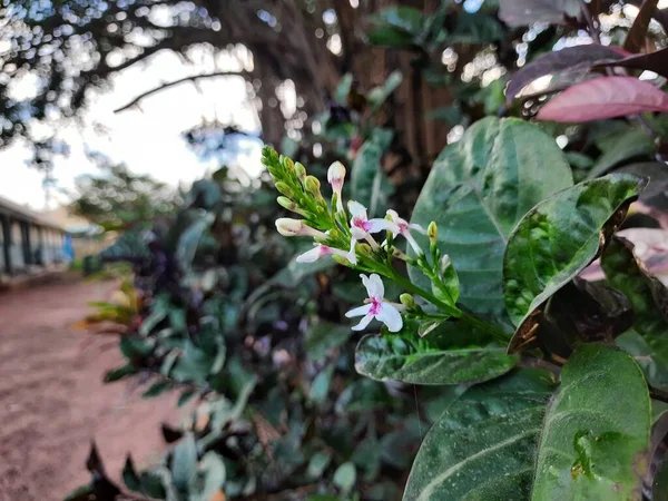 Fechar Bela Planta Pseuderanthemum Com Flor Parque Machohalli Forest Gate — Fotografia de Stock