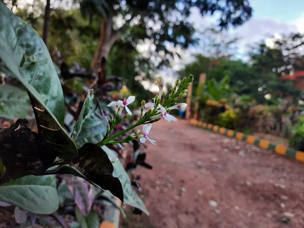 Fechar Bela Planta Pseuderanthemum Com Flor Parque Machohalli Forest Gate — Fotografia de Stock