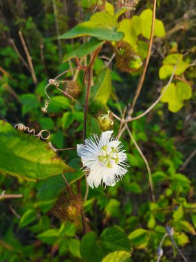 Güzel Hint Çilesi Çiçeği, Passiflora Foetida, Chiltern tohumları boş bir tarlada yetişiyor.