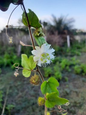 Güzel Hint Çilesi Çiçeği, Passiflora Foetida, Chiltern tohumları boş bir tarlada yetişiyor.